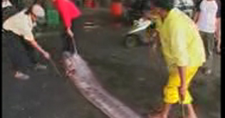 Taiwan: 5m bizarre fish caught